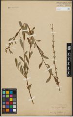 Foto von Salix purpurea L. x Salix repens L.